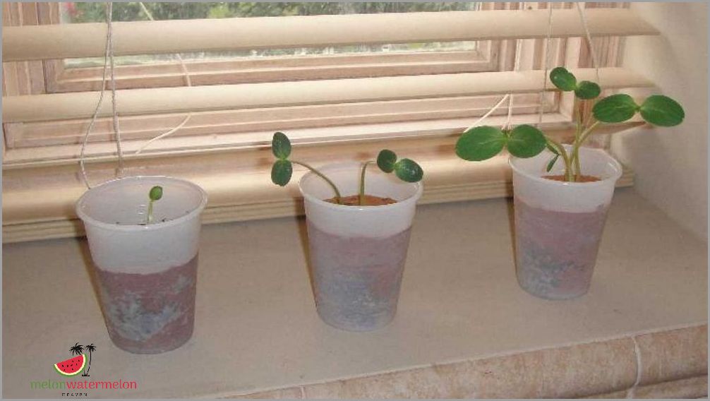 Unbelievable - Planting Watermelon Seeds in Your Own Backyard!