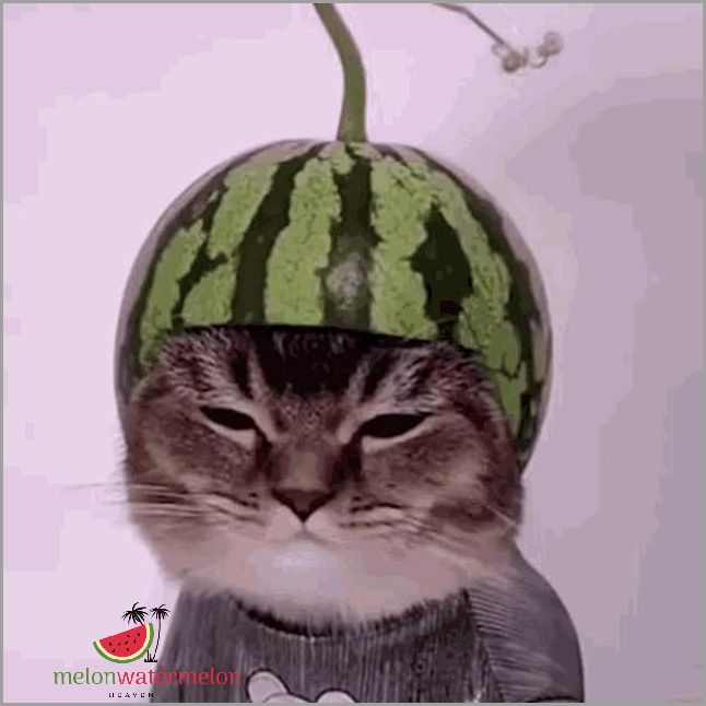 Unbelievable Photos - This Cat Stuck Its Head in a Watermelon — You Won't Believe What Happened Next!