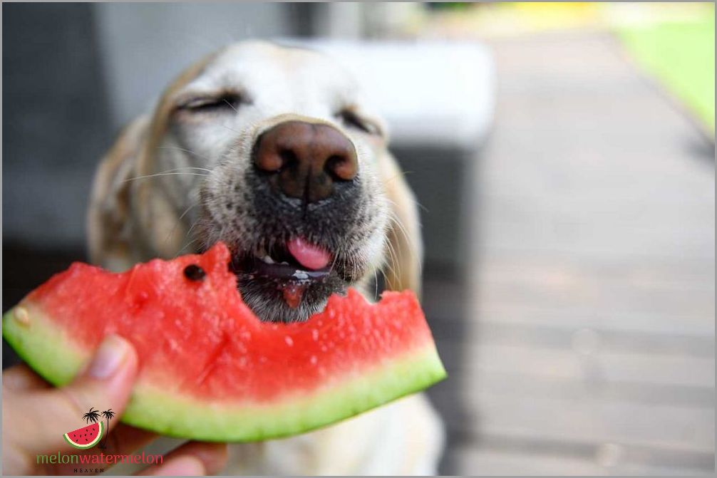 What Happens When Dogs Eat Watermelon? Prepare to be Amazed!