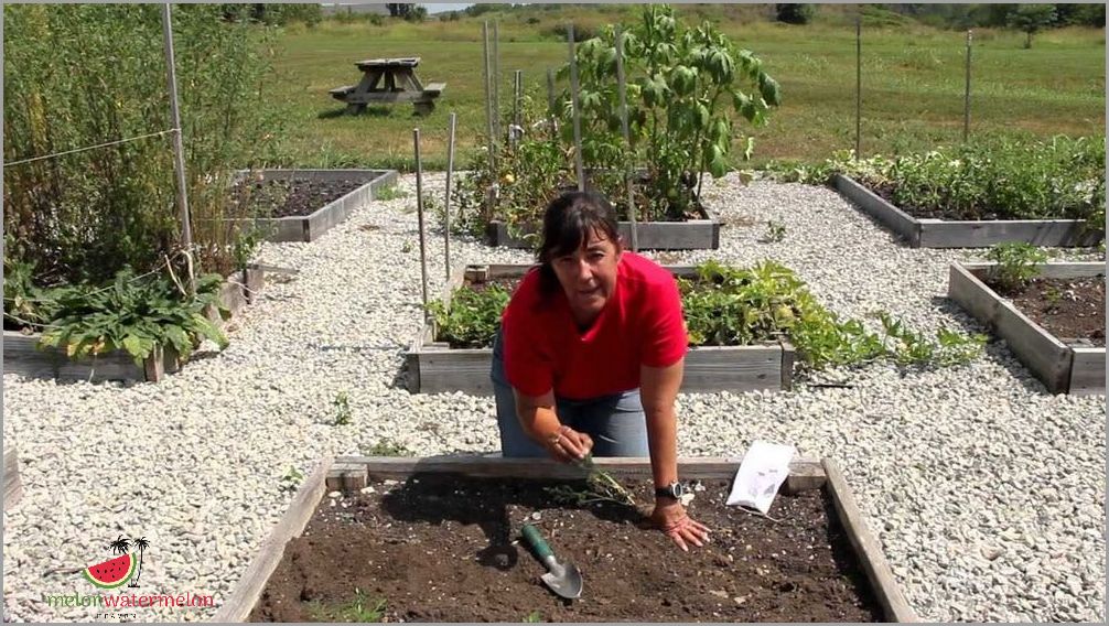 The Surprising Secret to Growing Massive Watermelons - Planting Distance Unveiled!