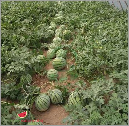 Unbelievable - Watermelon Seeds Germinate in Record Time!