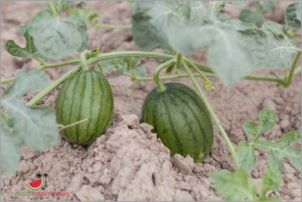 Get the Juiciest Secret - The Surprising Number of Watermelons a Single Plant Can Produce