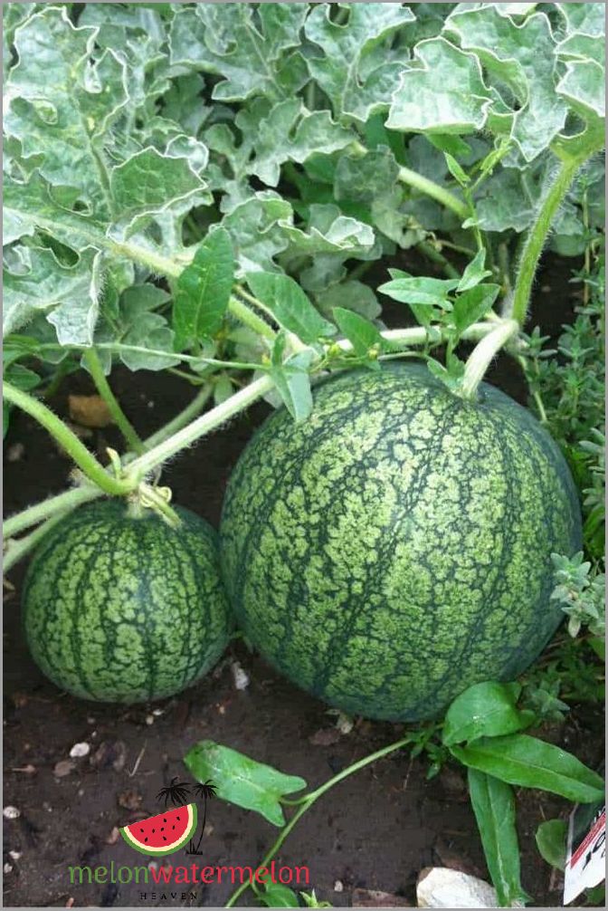 Grow Juicy Watermelon Like a Pro - Secrets to Thriving Watermelon Plants Revealed!