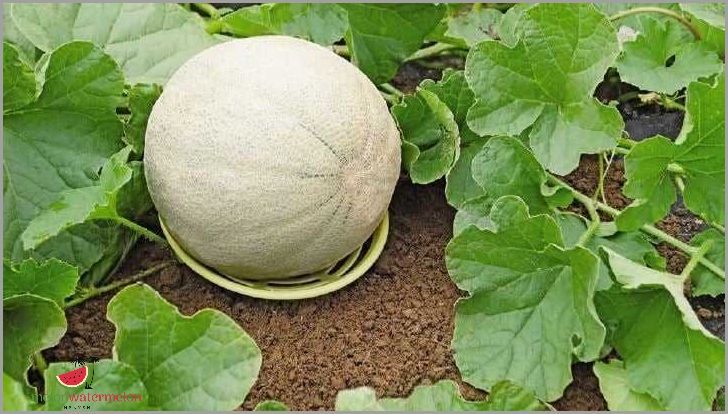 Crack the Code - Master the Art of Choosing the Perfect Honeydew Melon Every Time