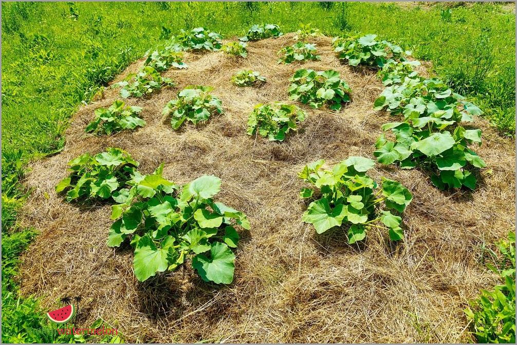 Unleash Your Green Thumb - 10 Secrets to Successfully Growing Juicy and Sweet Melons in Your Own Backyard!