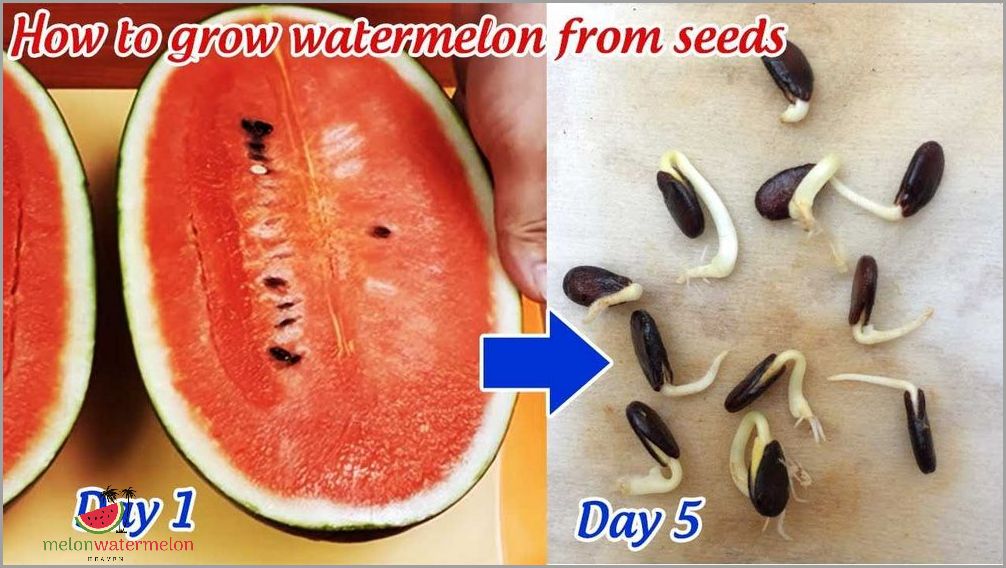 Secrets Revealed - The Foolproof Way to Grow Juicy Watermelon in Your Own Backyard
