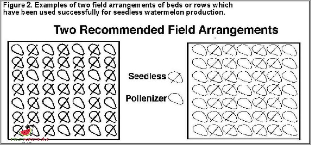 Unbelievable Secrets Revealed - How to Grow Seedless Watermelons Like A Pro