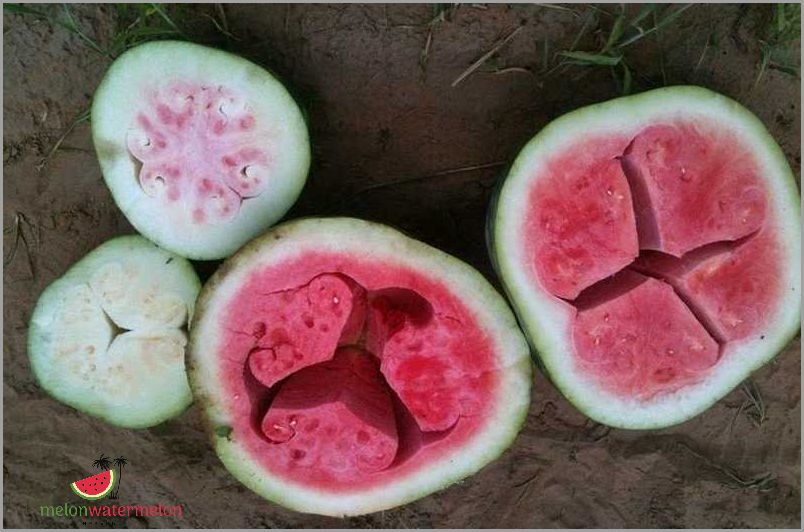 What's Hiding Inside a Watermelon Will Blow Your Mind!