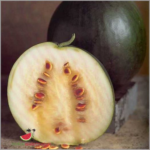 The Surprising Truth - Squash Revealed as a Secret Melon Variety!