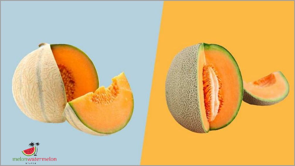 The Surprising Secret Battle Between Muskmelon and Cantaloupe – Who Wins the Crown?
