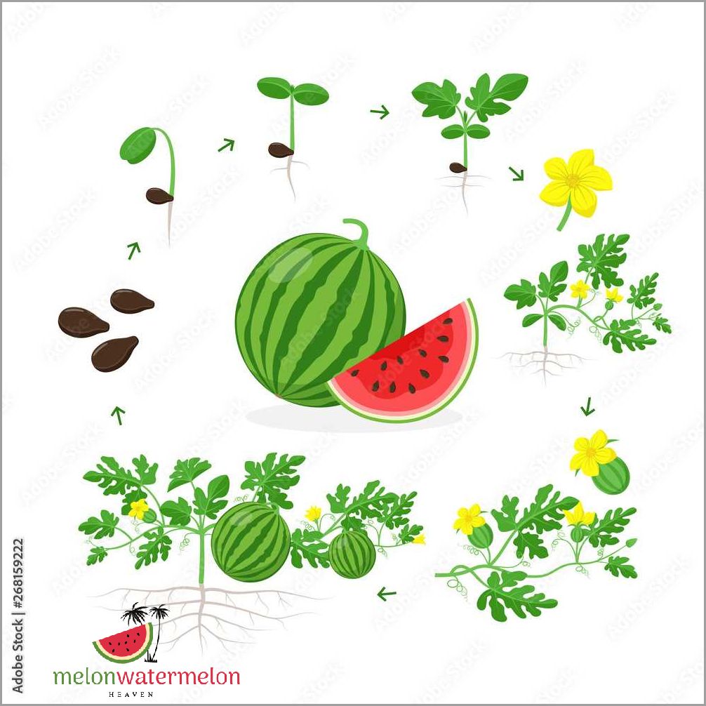 From Seed to Sumptuous - Jaw-Dropping Photos Show the Astonishing Journey of Watermelon Growth
