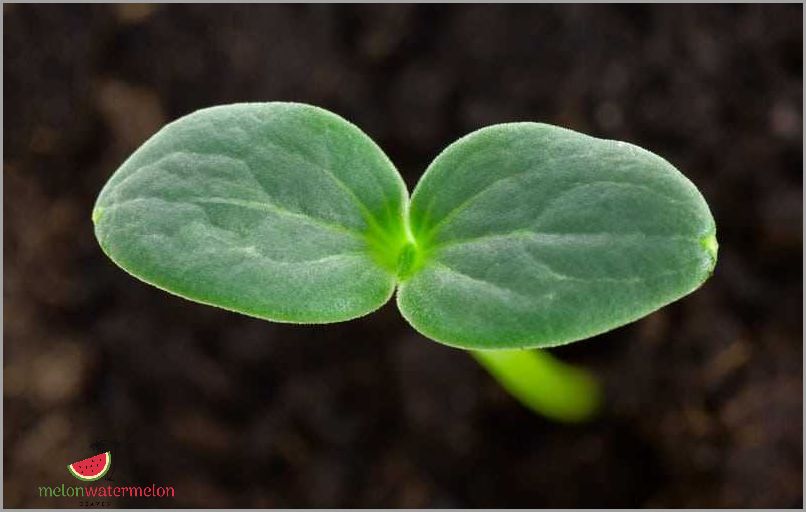 Find Out How Long It Really Takes for Watermelon Seeds to Sprout - The Surprising Truth Revealed!