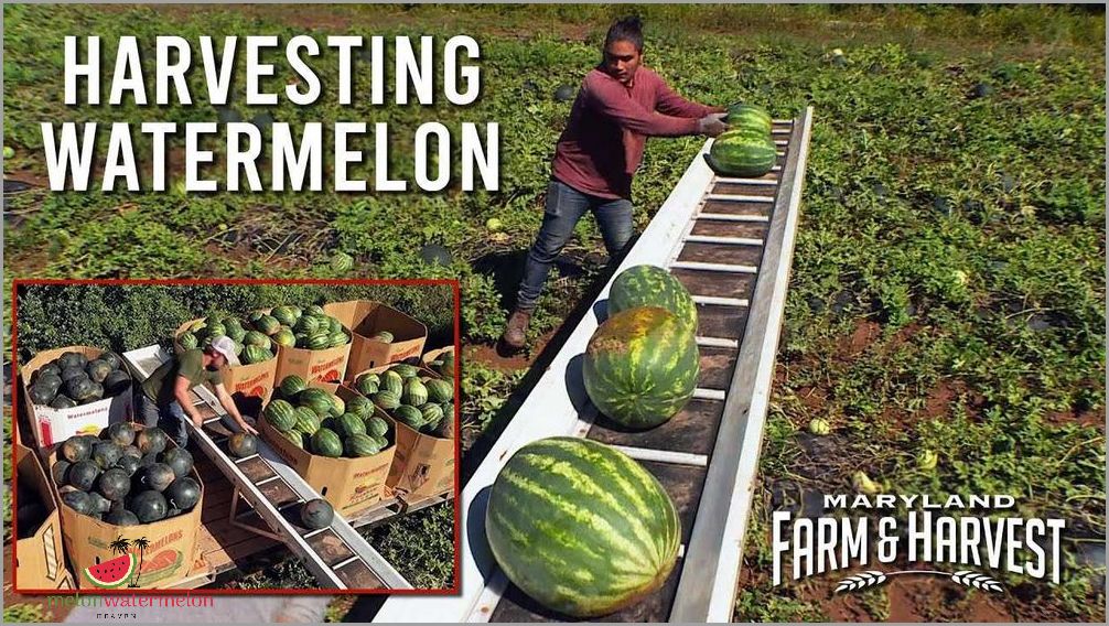 Find out the secret to perfect watermelon harvesting - maximize juicy sweetness!