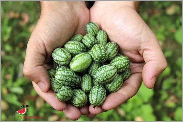 Unbelievable - The Secret Behind the Fascinating Cucamelon Revealed!