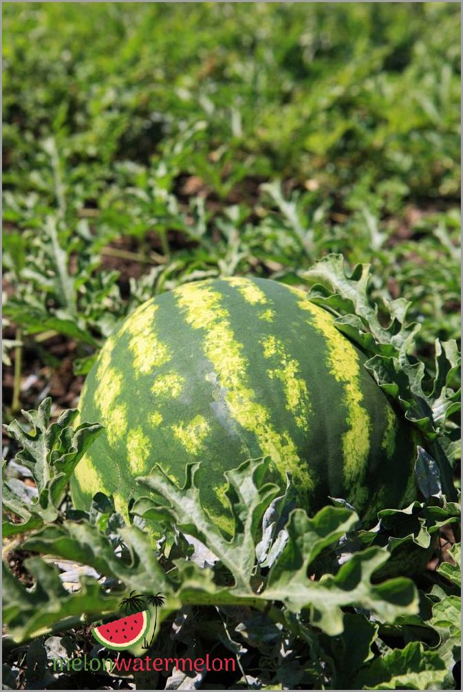 Is Your Watermelon Ripe? Learn the Secret Signs!