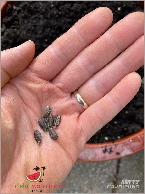 Boost Your Harvest with this Surprising Trick for Starting Watermelon Seeds Indoors