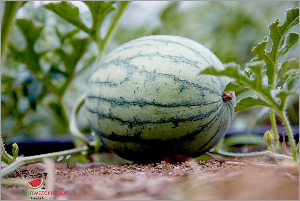 Unbelievable Facts About Watermelons - The Surprising Places Where These Juicy Fruits Grow