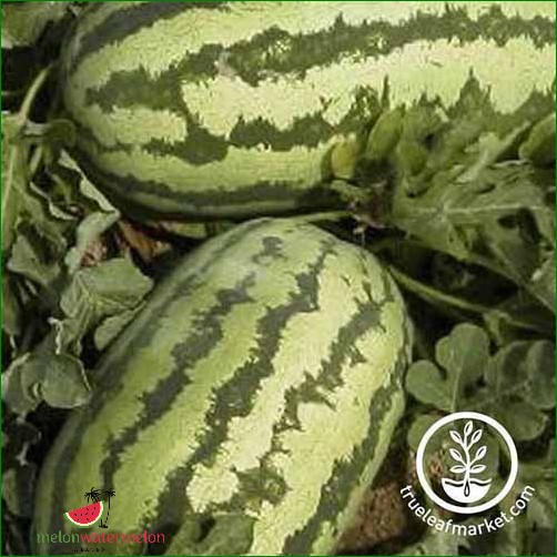 How Long Does It Take a Jubilee Watermelon to Grow?