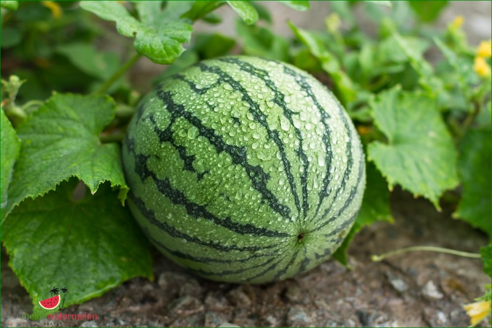 How Long Does It Take for Watermelon to Grow in RuneScape?