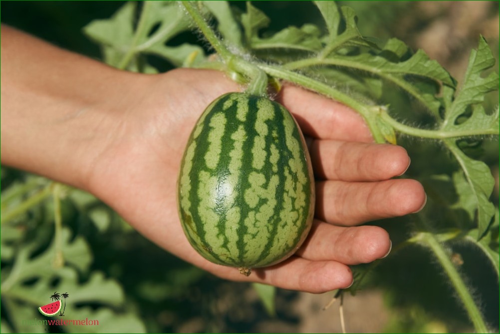 How Long Does It Take to Grow Watermelons?
