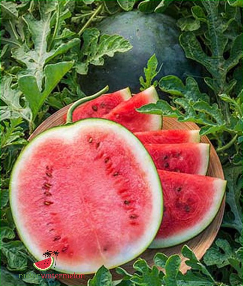 How to Grow Blacktail Mountain Watermelon
