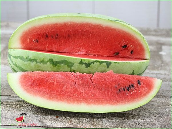 How to Grow Georgia Rattlesnake Watermelon