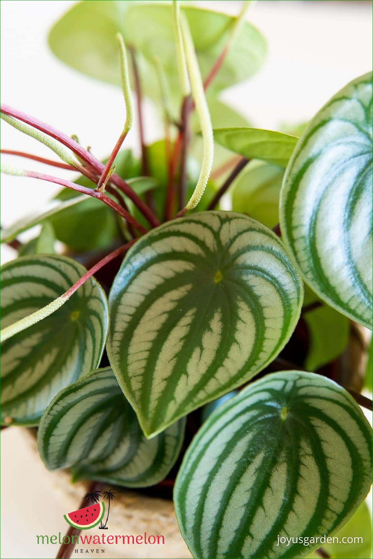 How to Grow Peperomia Watermelon