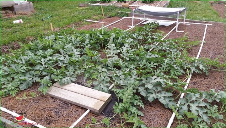 How to Grow the Biggest Watermelon