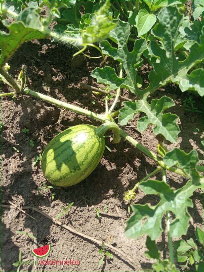 How to Grow Watermelon in Australia