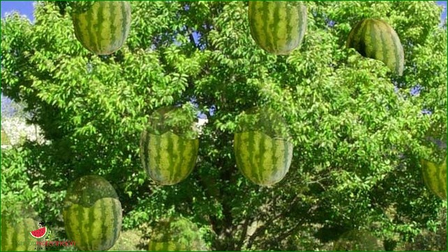 How to Grow Watermelon in New York