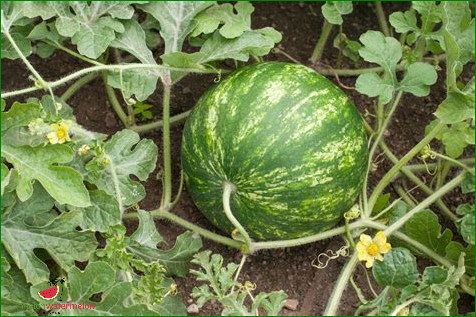 How to Grow Watermelon in Virginia