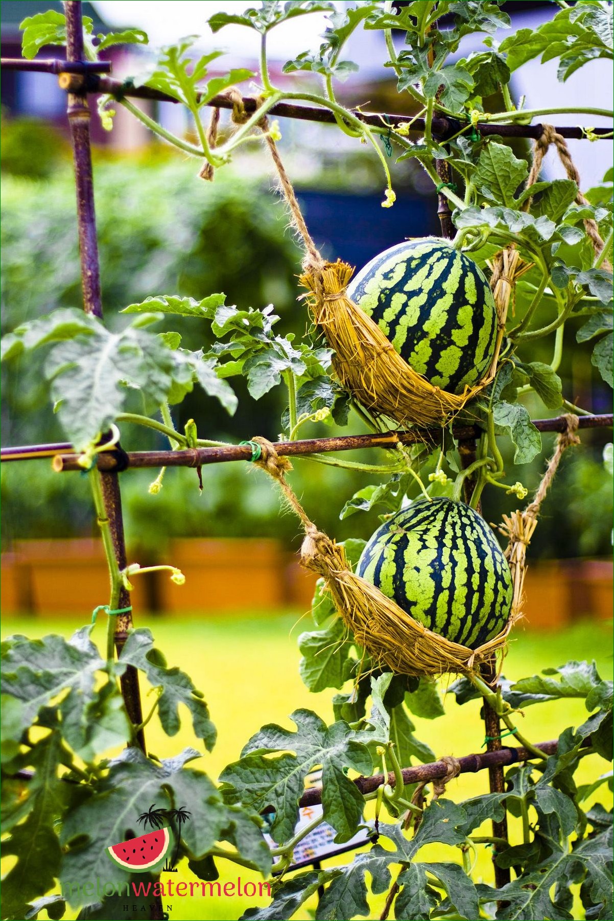 How to Grow Watermelon on a Balcony