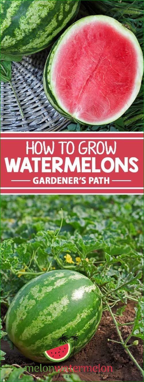 How to Grow Watermelons: A Comprehensive Guide