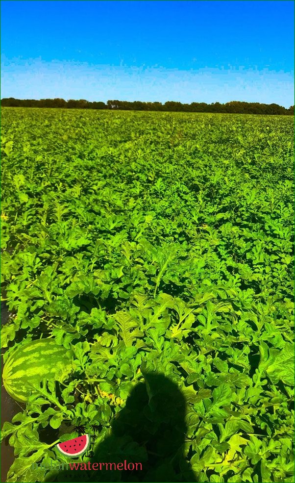 How to Grow Watermelons in Las Vegas