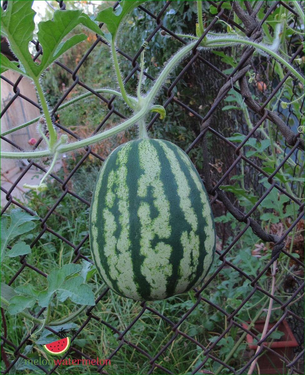 How to Grow Watermelons on a Fence