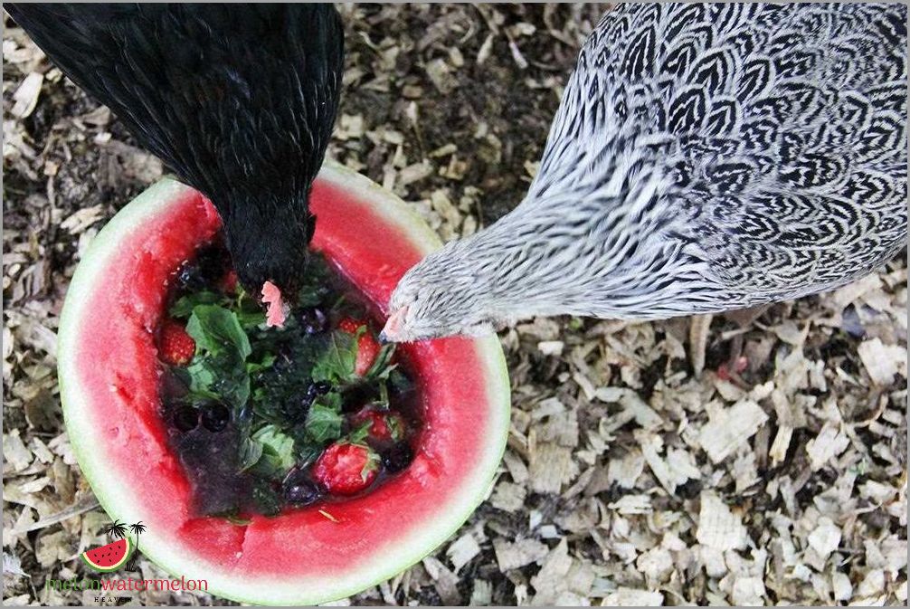 Unlock The Surprising Truth Can Chickens Really Eat Watermelon Unlock The Surprising Truth Can Chickens Really Eat Watermelon